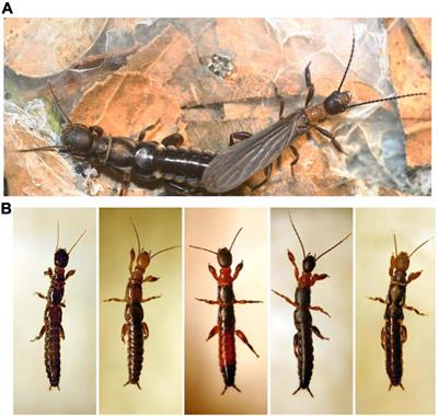 Dispersal Risks and Decisions Shape How Non-kin Groups Form in a Tropical Silk-Sharing Webspinner (Insecta: Embioptera)